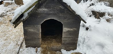 Odpowie za znęcanie się nad psem-46189