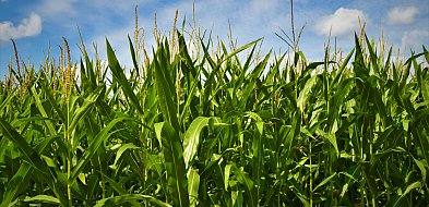 Kukurydza siewna – na co zwrócić uwagę przy wyborze nasion do nowoczesnej uprawy