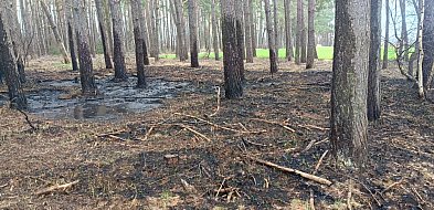 Pożar lasu niedaleko Budzynia