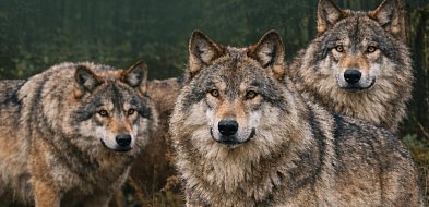 Wilk w północnej Wielkopolsce na konferencji w Pile