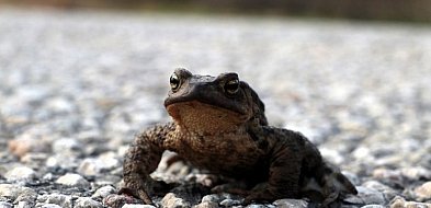 Poznań. Ograniczenia ruchu z powodu migracji płazów