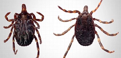 Ekspertka: kleszcze Hyalomma są bardziej ruchliwe niż rodzime gatunki [wywiad]