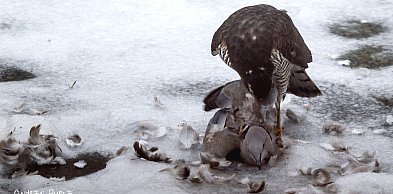 To były sekundy grozy! Krwawe polowanie w Pile!
