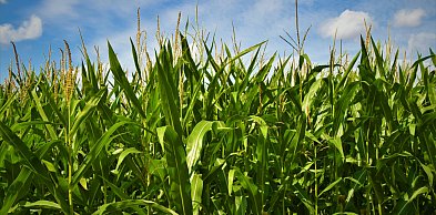 Kukurydza siewna – na co zwrócić uwagę przy wyborze nasion do nowoczesnej uprawy