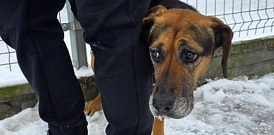 Za chwilę psy ze schroniska w Rybowie czeka wywózka. Znajdźmy im domy!