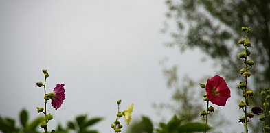 Jakie drzewa ozdobne, rośliny i kwiaty będą odpowiednie do niewielkiego ogrodu?