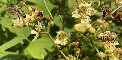 Są pieniądze dla kilku gmin na drzewa miododajne