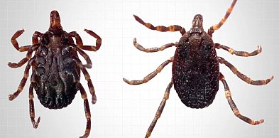 Ekspertka: kleszcze Hyalomma są bardziej ruchliwe niż rodzime gatunki [wywiad]