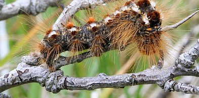 Białośliwie: Plaga włochatych gąsienic! "Nie zatrzymujcie się pod drzewami!"