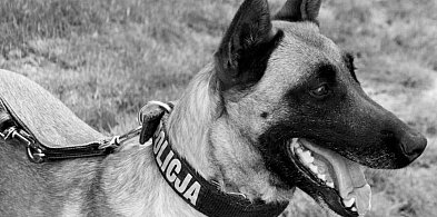 Odeszła Joko. Pełna pasji, wierności i ciepła-45417