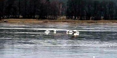 Fałszywy alarm w dobrej wierze-45856