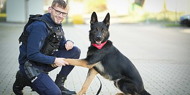 Pilnie potrzebna była psia krew! Niko oddał ją dla...-44031