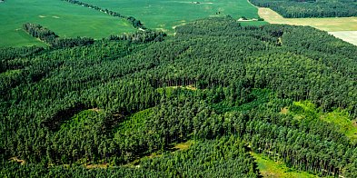 Na Górze Dąbrowej stanie wieża widokowa-44597