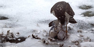 To były sekundy grozy! Krwawe polowanie w Pile!