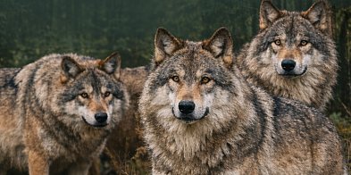 Wilk w północnej Wielkopolsce na konferencji w Pile