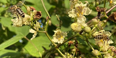 Są pieniądze dla kilku gmin na drzewa miododajne