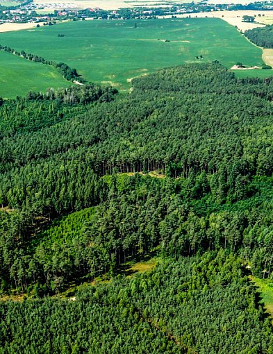 Znakomity pomysł! Na Górze Dąbrowej stanie wieża widokowa. Ale to nie wszystko...-44597