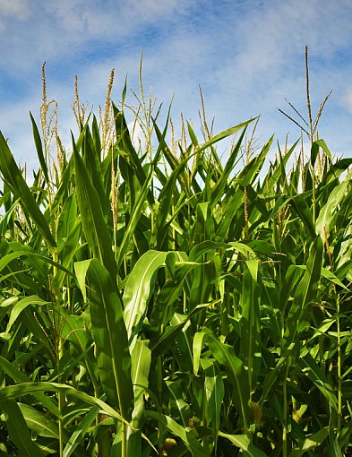 Kukurydza siewna – na co zwrócić uwagę przy wyborze nasion do nowoczesnej uprawy