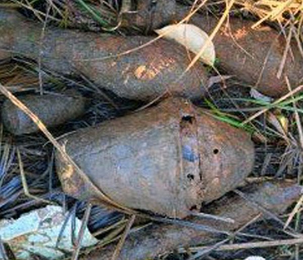 Granaty w lesie-44684