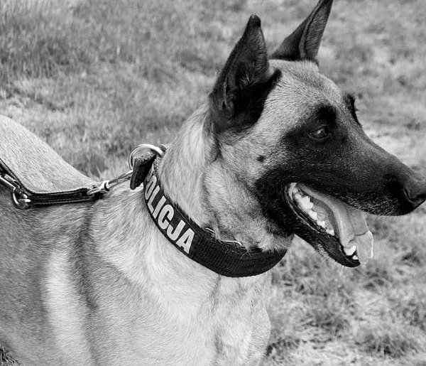 Odeszła Joko. Pełna pasji, wierności i ciepła-45417