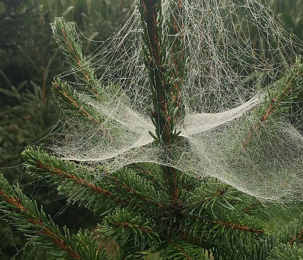 Kupujesz żywą choinkę na święta? Ten szczegół łatwo przeoczyć-45527