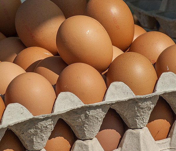 Salmonella wykryta w jajach! GIS wydał pilne ostrzeżenie-45646