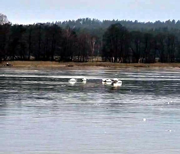 Fałszywy alarm w dobrej wierze-45856