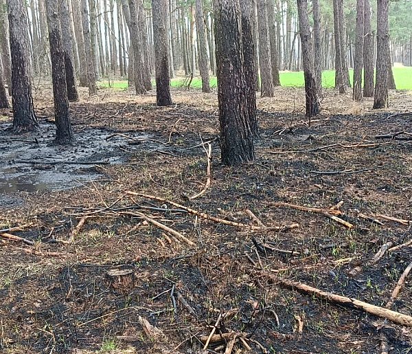 Pożar lasu niedaleko Budzynia