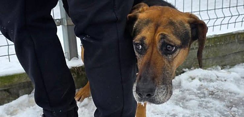 Za chwilę psy ze schroniska w Rybowie czeka wywózka. Znajdźmy im domy!