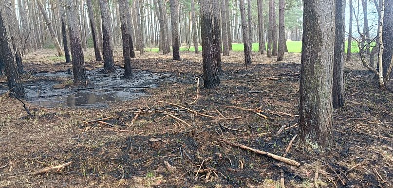 Pożar lasu niedaleko Budzynia