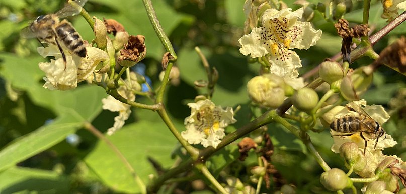 Są pieniądze dla kilku gmin na drzewa miododajne