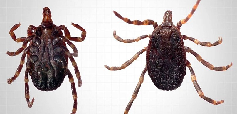 Ekspertka: kleszcze Hyalomma są bardziej ruchliwe niż rodzime gatunki [wywiad]