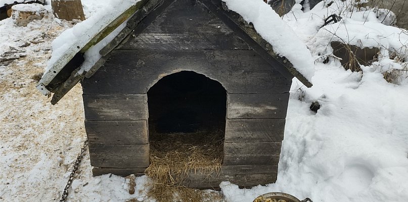 Odpowie za znęcanie się nad psem - 46189