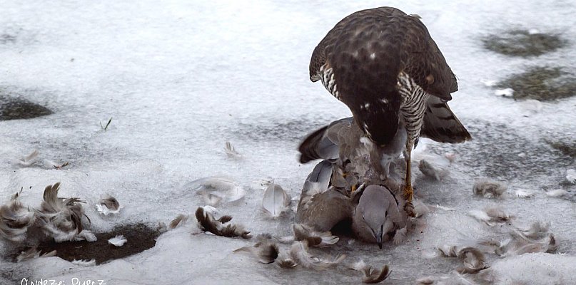 To były sekundy grozy! Krwawe polowanie w Pile!