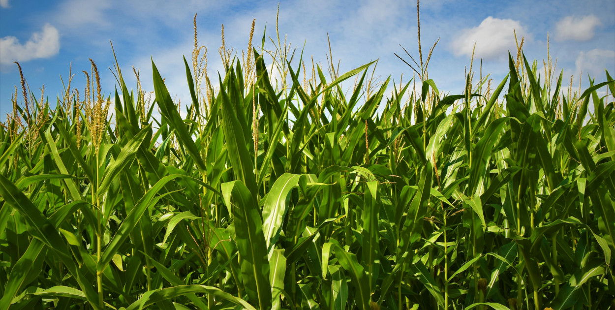 Kukurydza siewna – na co zwrócić uwagę przy wyborze nasion do nowoczesnej uprawy