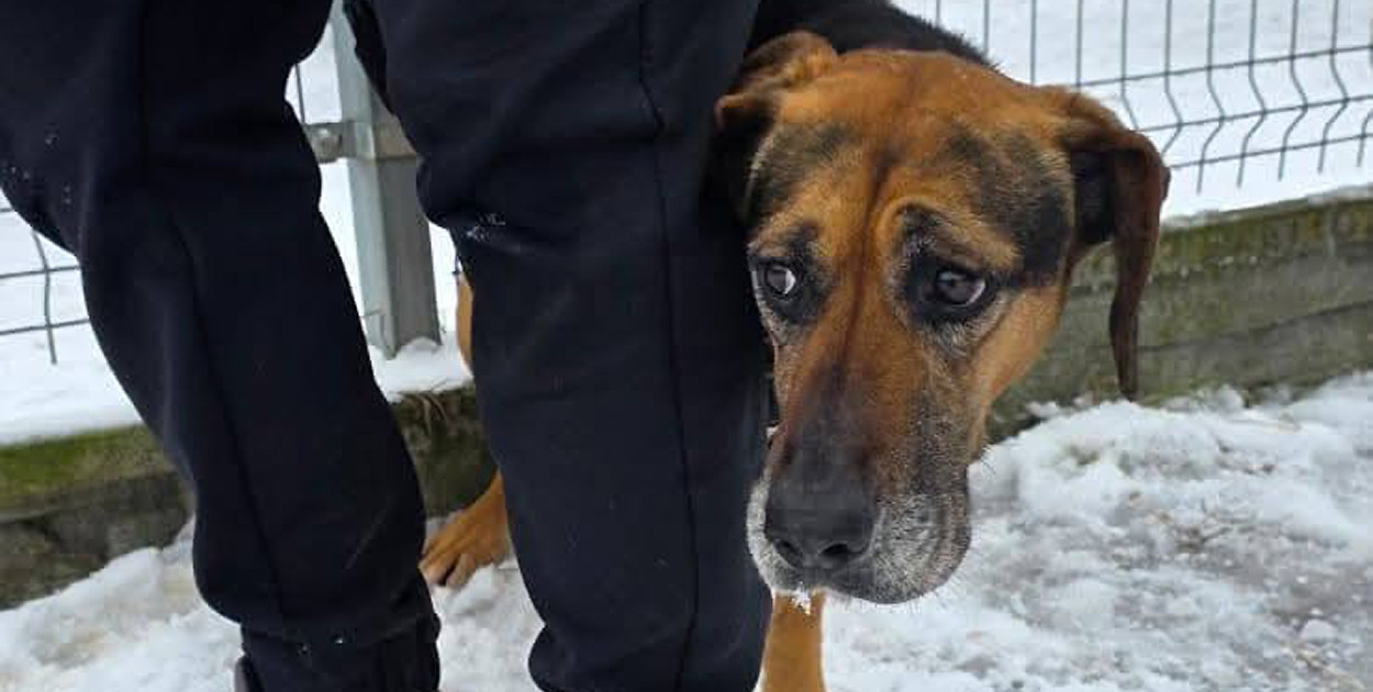 Za chwilę psy ze schroniska w Rybowie czeka wywózka. Znajdźmy im domy!