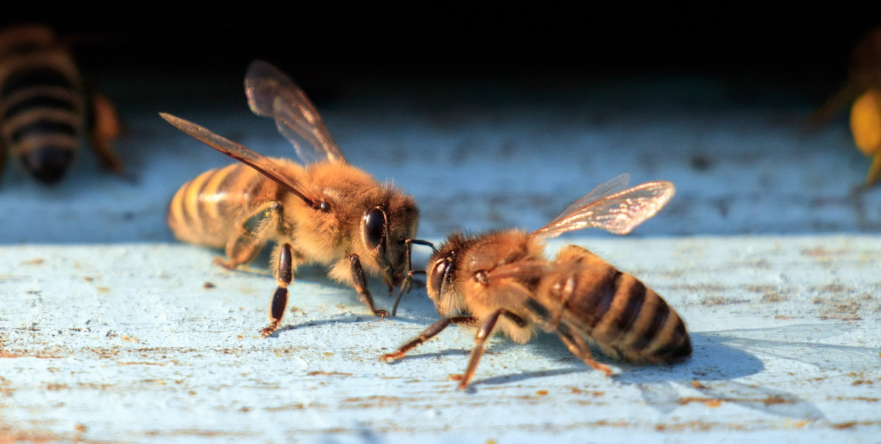 2 mln zł na pokarm dla wielkopolskich pszczół