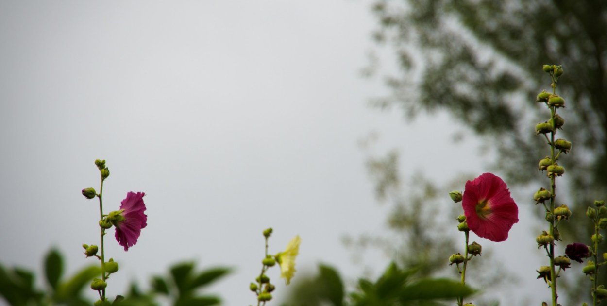 Jakie drzewa ozdobne, rośliny i kwiaty będą odpowiednie do niewielkiego ogrodu?