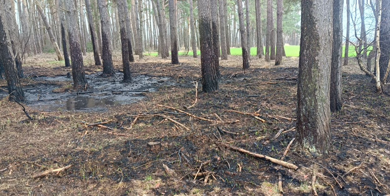 Pożar lasu niedaleko Budzynia
