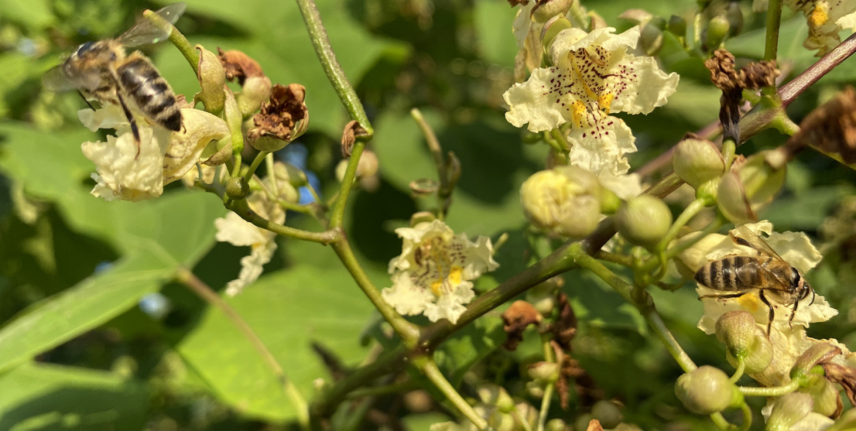 Są pieniądze dla kilku gmin na drzewa miododajne