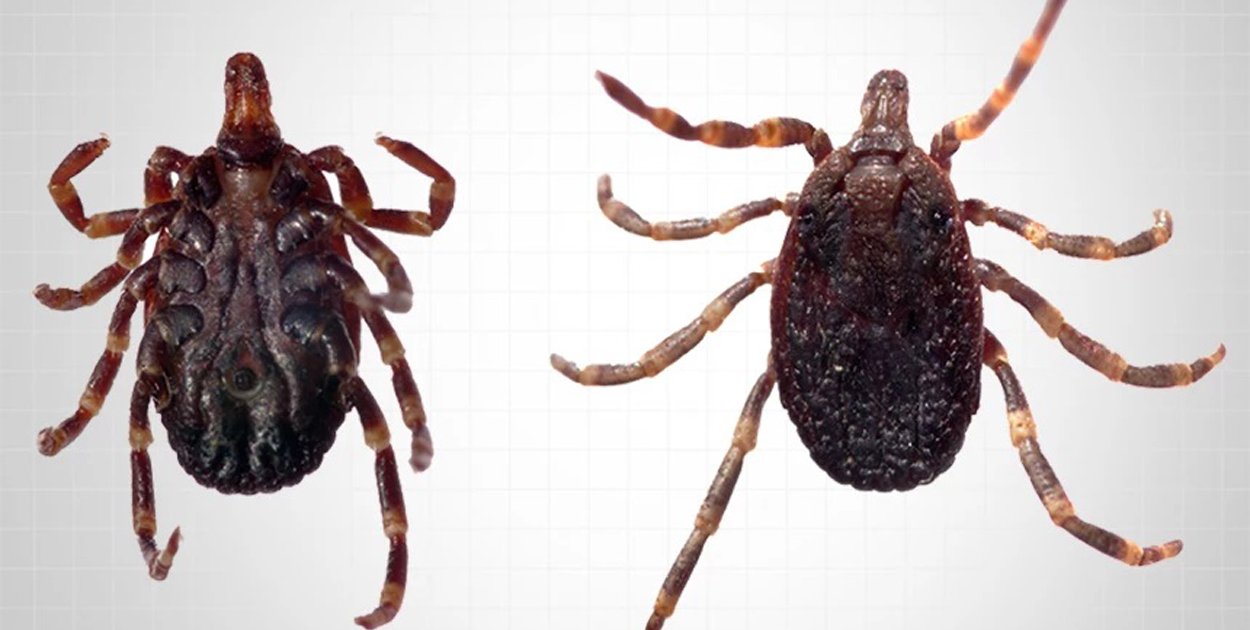 Ekspertka: kleszcze Hyalomma są bardziej ruchliwe niż rodzime gatunki [wywiad]